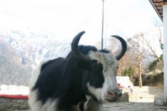 IMG_8111 Yak in Sanasa.jpg